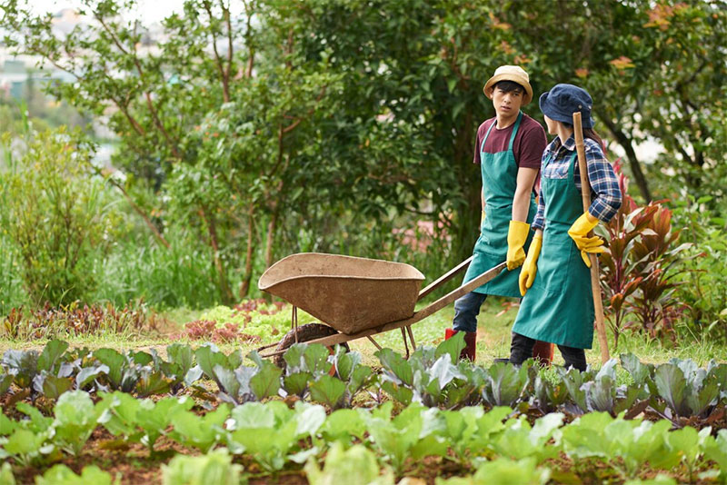 Sự Ảnh Hưởng Đáng Kinh Ngạc Của Sản Xuất Hữu Cơ Đối Với Môi Trường